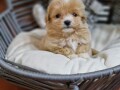 prodajem-preslatke-stence-maltipoo-small-3