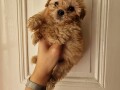 prodajem-preslatke-stence-maltipoo-small-2