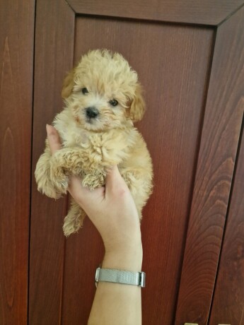 prodajem-preslatke-stence-maltipoo-big-1