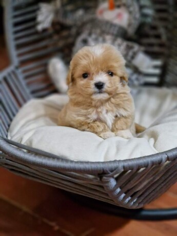 prodajem-preslatke-stence-maltipoo-big-3