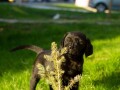 labrador-retriver-stenci-small-1