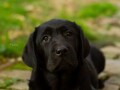 labrador-retriver-stenci-small-2