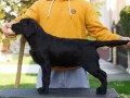 labrador-retriver-stenci-small-3