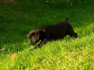 Labrador Retriver štenci