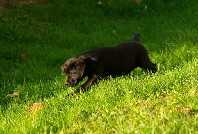 labrador-retriver-stenci-big-0