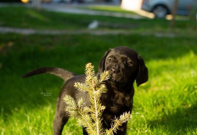 labrador-retriver-stenci-big-1