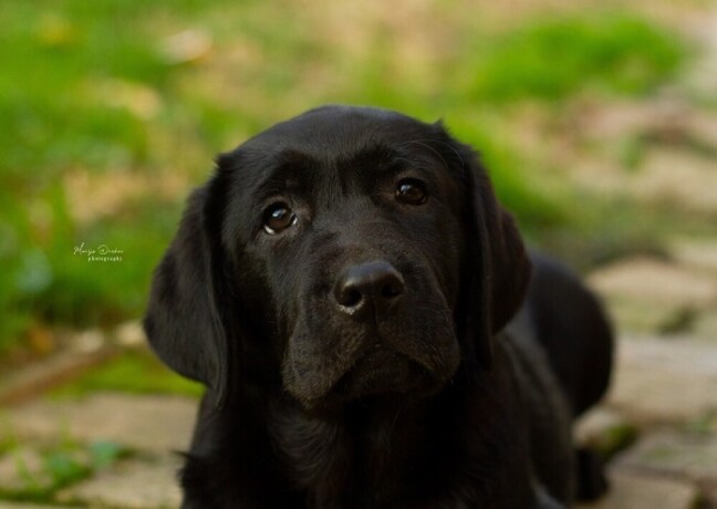 labrador-retriver-stenci-big-2