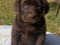 labrador-retriver-braon-muzjak-small-1