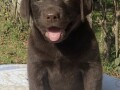 labrador-retriver-braon-muzjak-small-2