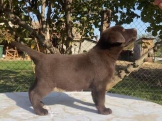 Labrador retriver, braon muzjak