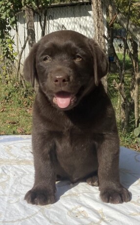 labrador-retriver-braon-muzjak-big-2