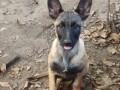 muzjak-malinoe-small-1