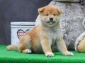 shiba-inu-stenci-small-1