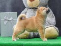 shiba-inu-stenci-small-0