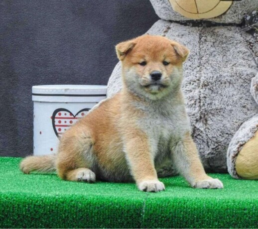 shiba-inu-stenci-big-1