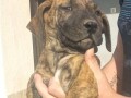 presa-canario-stenci-small-0