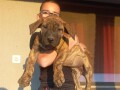 presa-canario-stenci-small-2