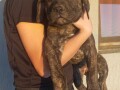 presa-canario-stenci-small-1