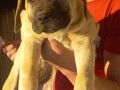 presa-canario-stenci-small-3