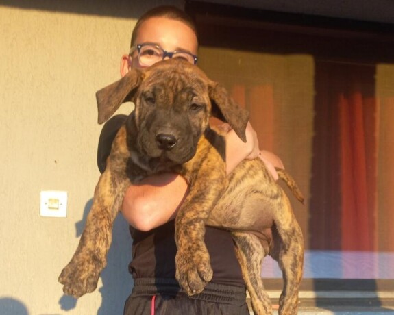 presa-canario-stenci-big-2