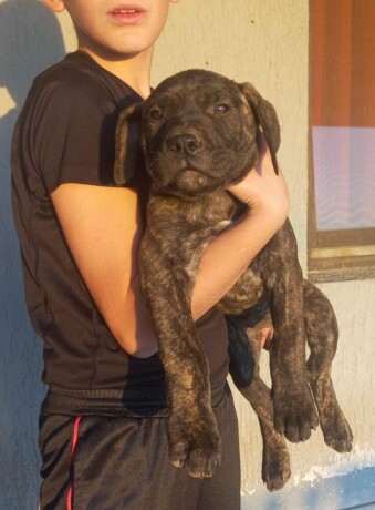 presa-canario-stenci-big-1