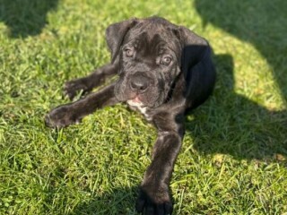 Cane Corso štenci