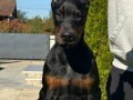 doberman-stenci-small-2