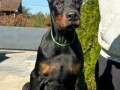 doberman-stenci-small-4