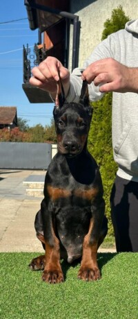 doberman-stenci-big-2