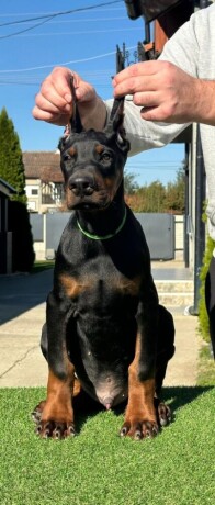 doberman-stenci-big-3