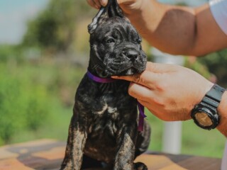 Cane Corso štenci