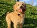 labradoodle-prelepi-stenci-small-4