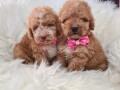 labradoodle-prelepi-stenci-small-2