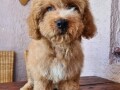 labradoodle-prelepi-stenci-small-1