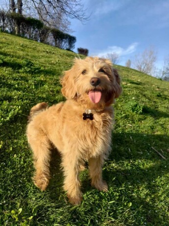 labradoodle-prelepi-stenci-big-4