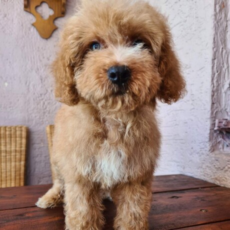 labradoodle-prelepi-stenci-big-1