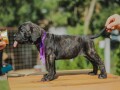 cane-corso-stenci-small-0