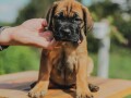 cane-corso-stenci-small-4