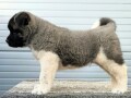 americka-akita-novo-leglo-small-1