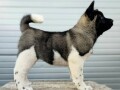 americka-akita-novo-leglo-small-0