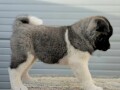 americka-akita-novo-leglo-small-4