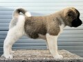 americka-akita-novo-leglo-small-3