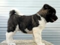 americka-akita-novo-leglo-small-2