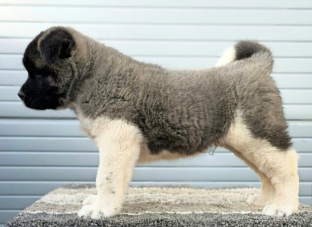 americka-akita-novo-leglo-big-1