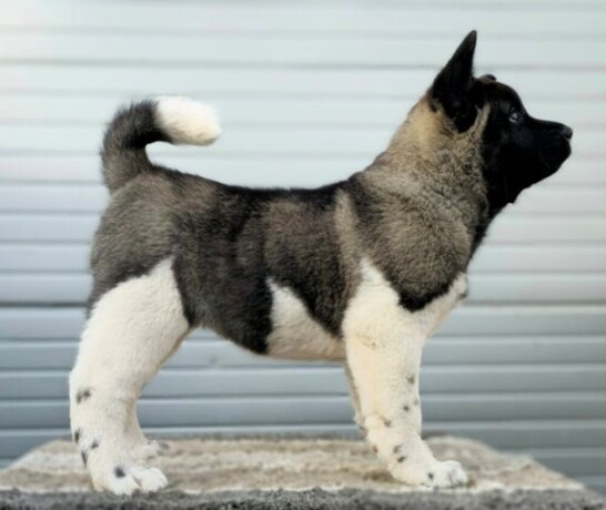 americka-akita-novo-leglo-big-0