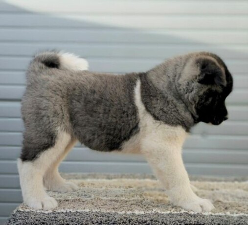 americka-akita-novo-leglo-big-4