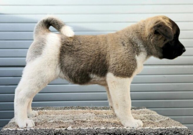 americka-akita-novo-leglo-big-3