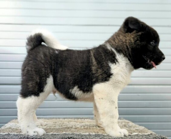 americka-akita-novo-leglo-big-2