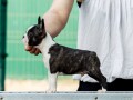 boston-terrier-small-1