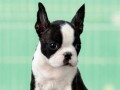 boston-terrier-small-0